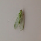 Green Lacewing
