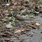 American Robin