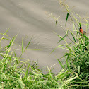 Chestnut Munia