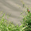 Chestnut Munia