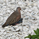 Common Ground-dove