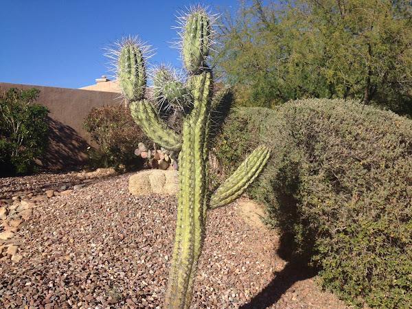 Baseball Bat Cactus | Project Noah