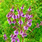 Blue Vervain