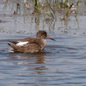 Common Redshank