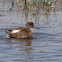 Common Redshank