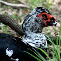 Muscovy Duck