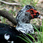 Muscovy Duck