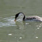 Clark's Grebe