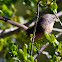Wrentit
