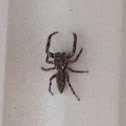 Jumping spider