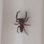 Jumping spider
