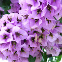 Bougainvillea