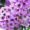 Bougainvillea