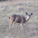 mule deer