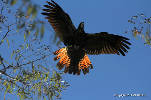 Spotting Image 1
