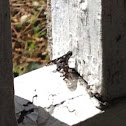 Tiger bee fly