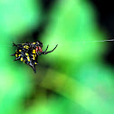 Spiny orb-weaver