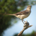 Northern Mockingbird