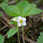 Wild Strawberry