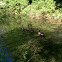 Canada Geese