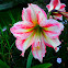 Lily Amarilis