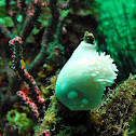 Gorgonian Wrapper