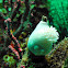 Gorgonian Wrapper