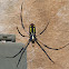 Yellow Garden Spider
