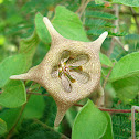 Talayote