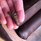 Elephant Hawk Moth Pupae