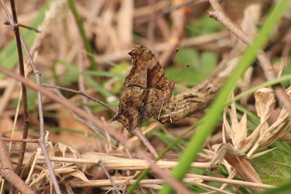 Spotting Image 1