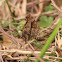 Question Mark Butterfly