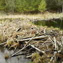 Beaver (Series)