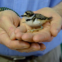 Killdeer