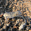 common lesser earless lizard