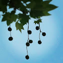Oriental plane