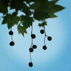 Oriental plane