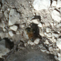 Western honey bee
