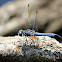 Blue Dasher Dragonfly