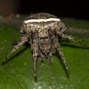 Unknown spider