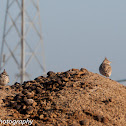 Crested Lark