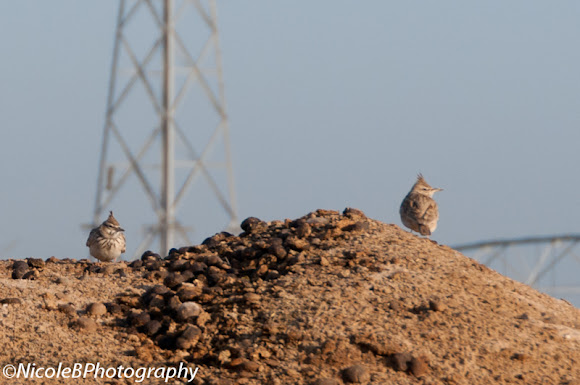 Spotting Image 1