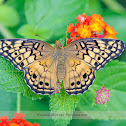 Variegated Fritillary