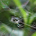 Orchard orbweaver