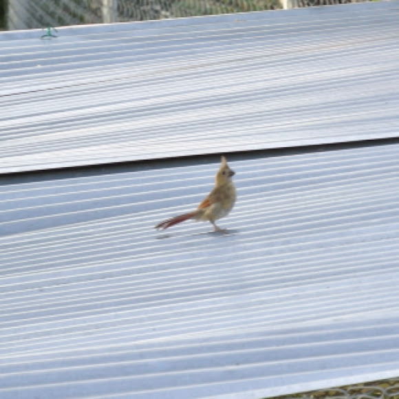 Spotting Image 1