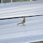 Cardinal