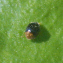 Dusky Lady Beetle