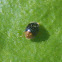 Dusky Lady Beetle