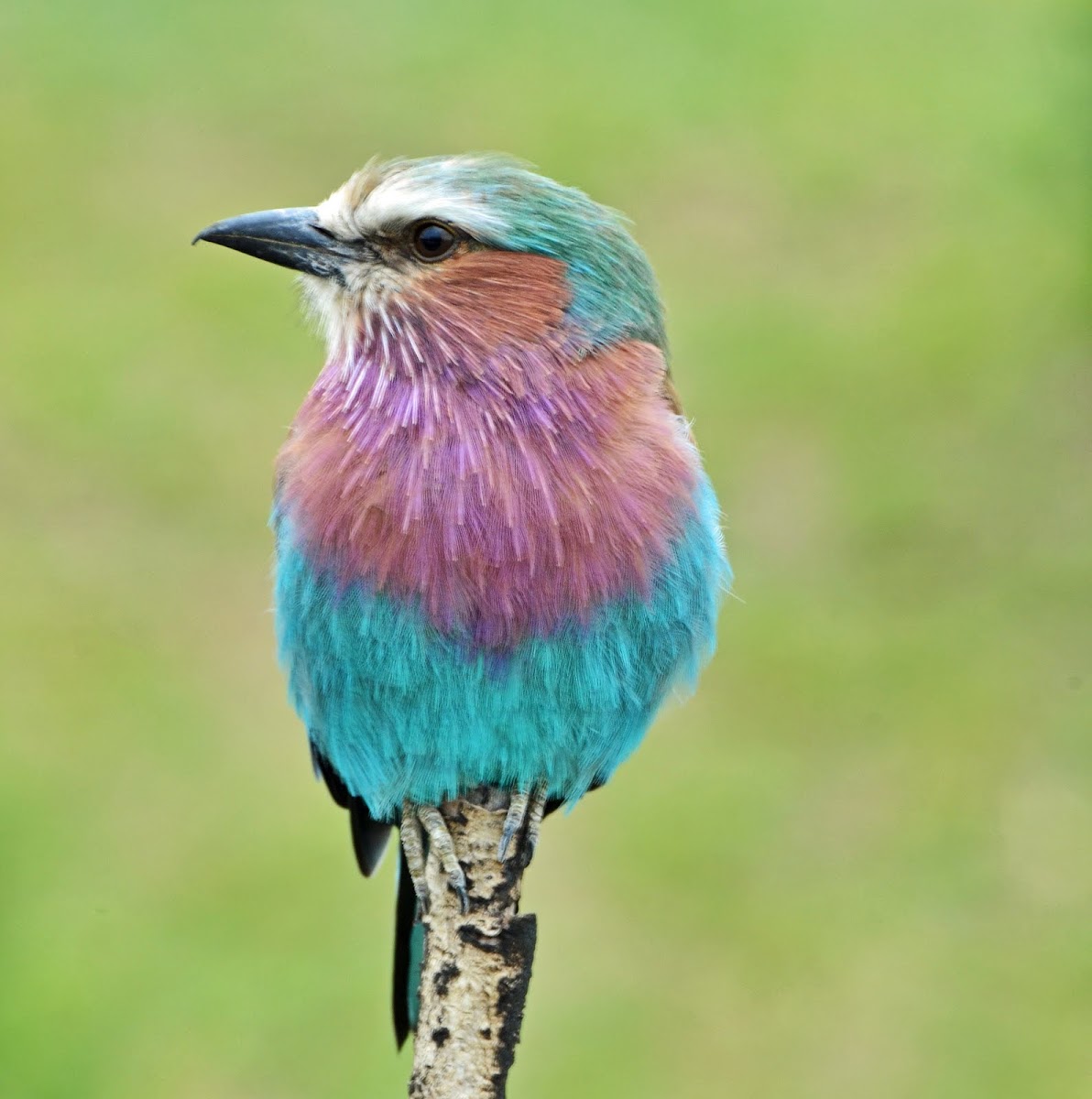 Lilac-breasted Roller