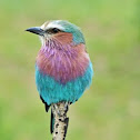 Lilac-breasted Roller